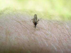 Труп комара как способ раскрутки - Adindex