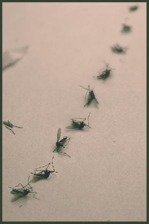 От мух и комаров не отмахнуться